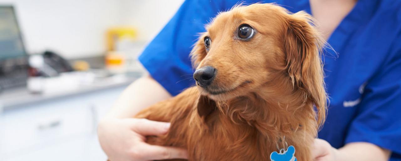 Dachshund with vet home page banner